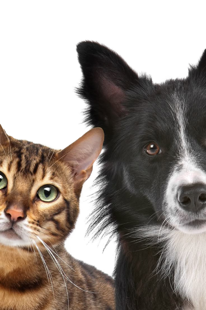 Mascotas